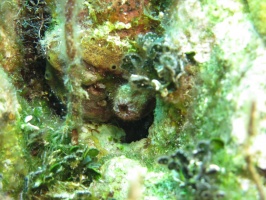 54 Tunicate IMG 4141